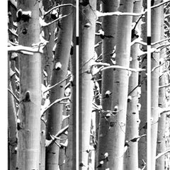 48" X 72" Gray And White Wood Canvas Birch  Screen - Homeroots