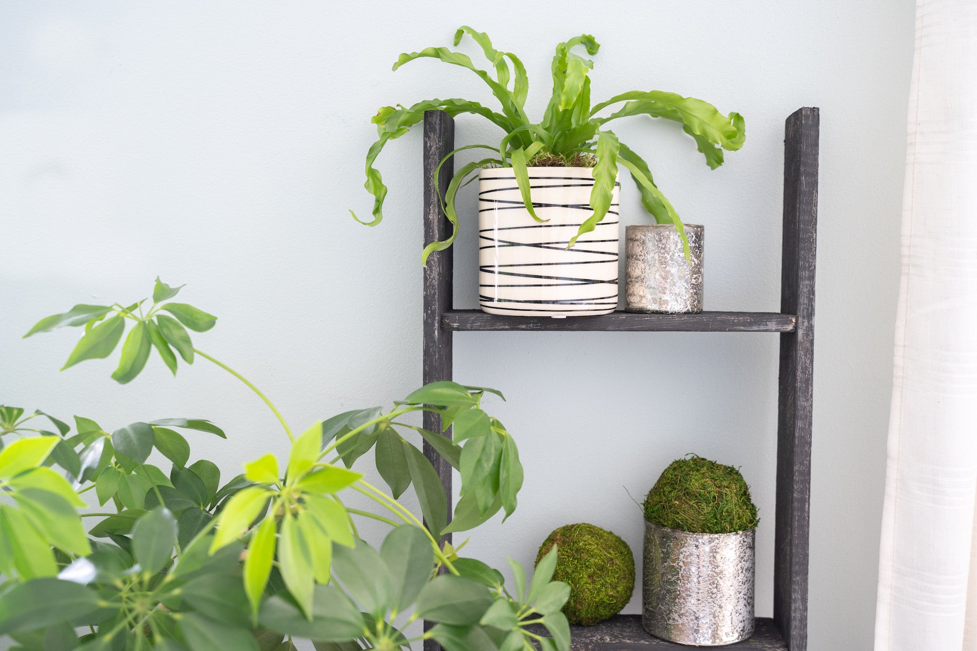 4 Step Blackwash Rustic Wood Ladder Shelf